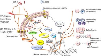 Pleiotropic Roles of CXCR4 in <mark class="highlighted">Wound Repair</mark> and Regeneration